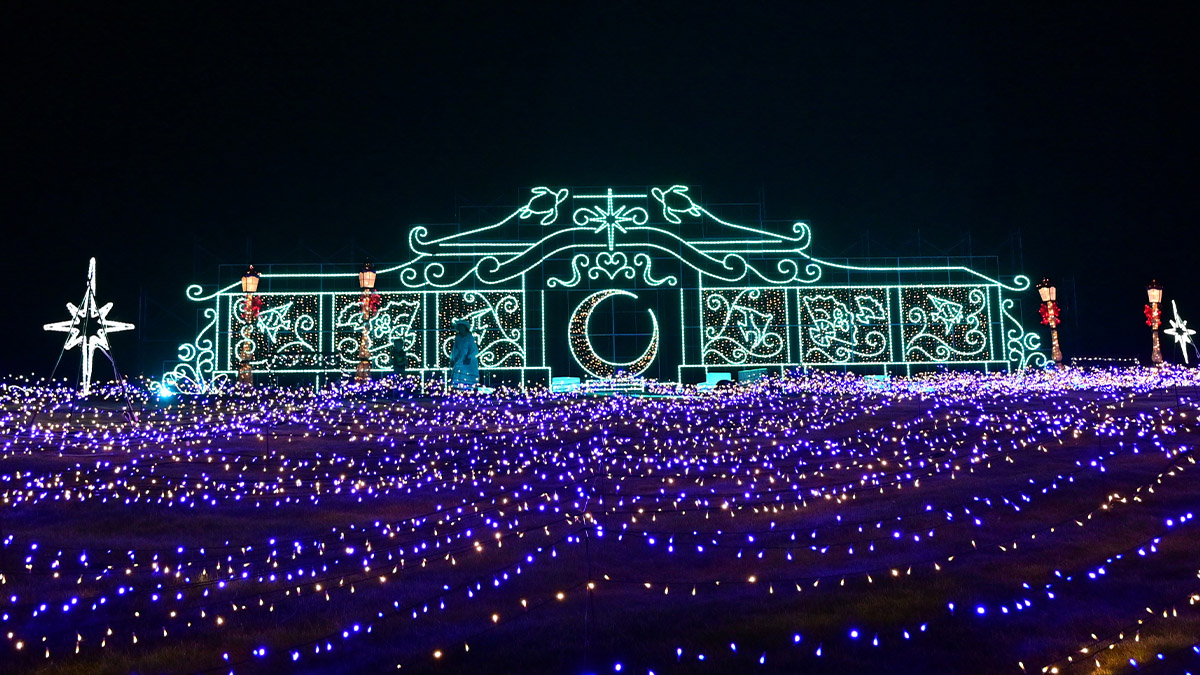 2024/11/17～2025/2/28　イルミネーションウェディングツアー